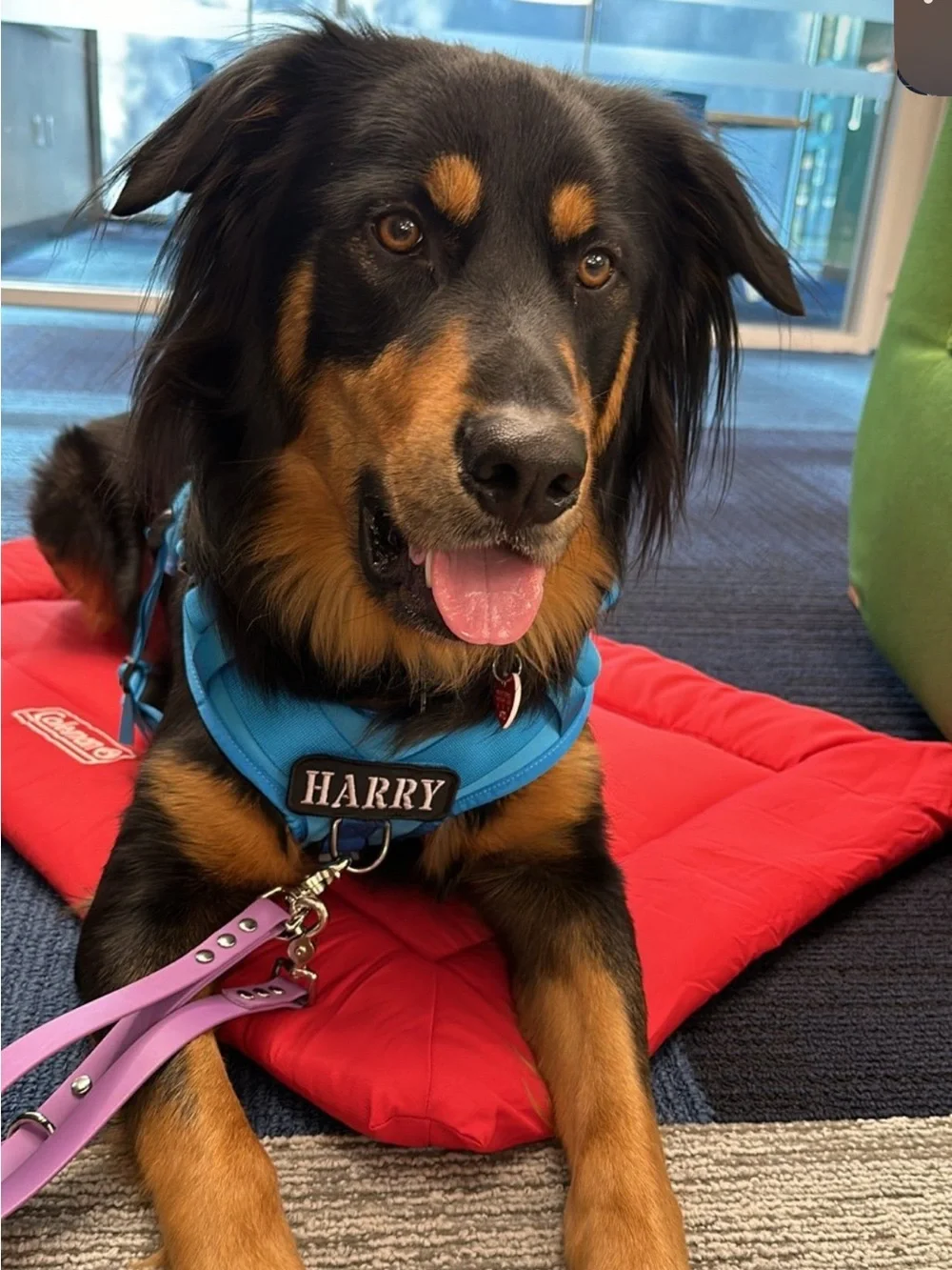 Large Blue Tactical Dog Harness - Perfect for Service or Therapy Dogs